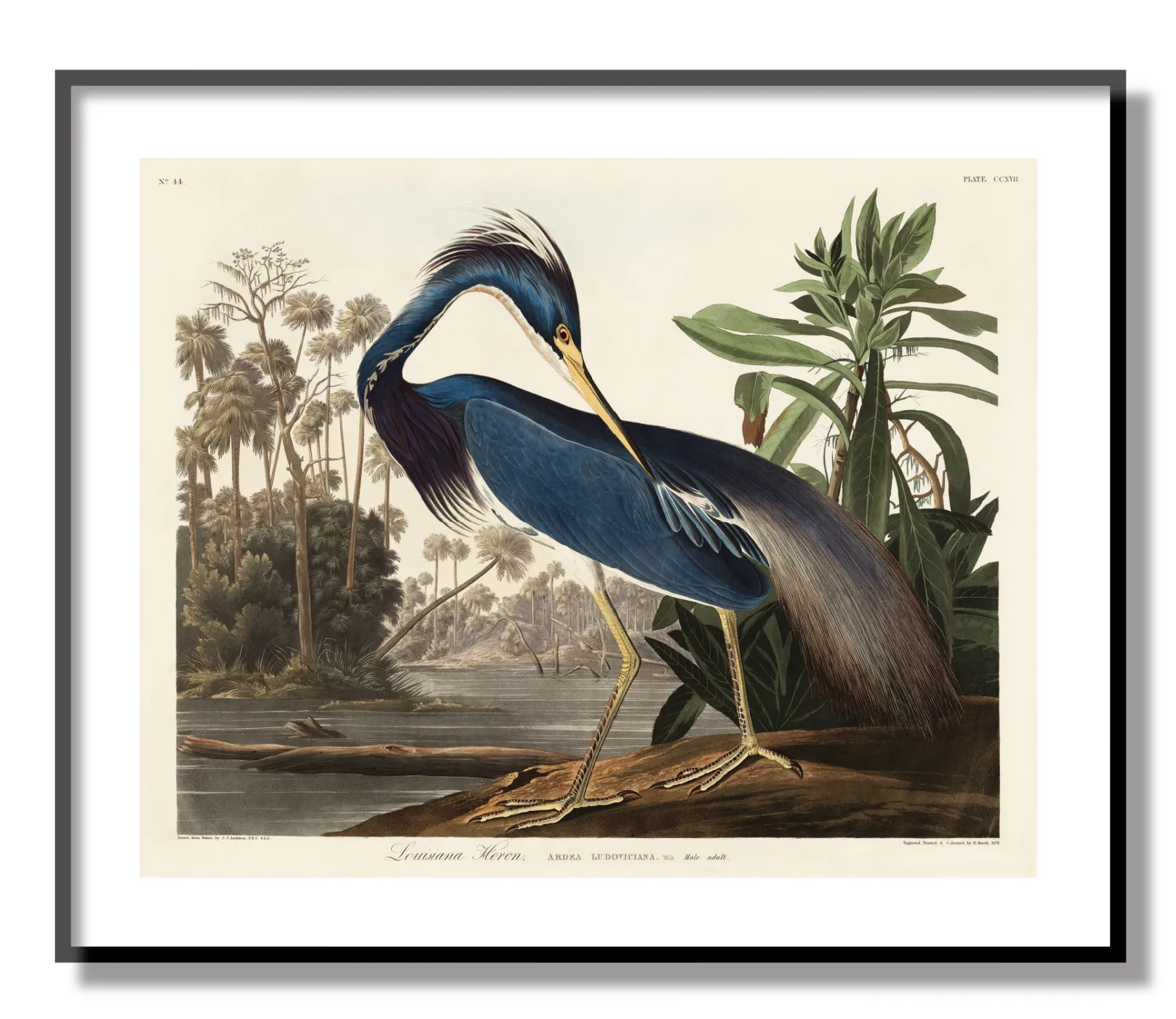 Louisiana Heron Giclée Print
