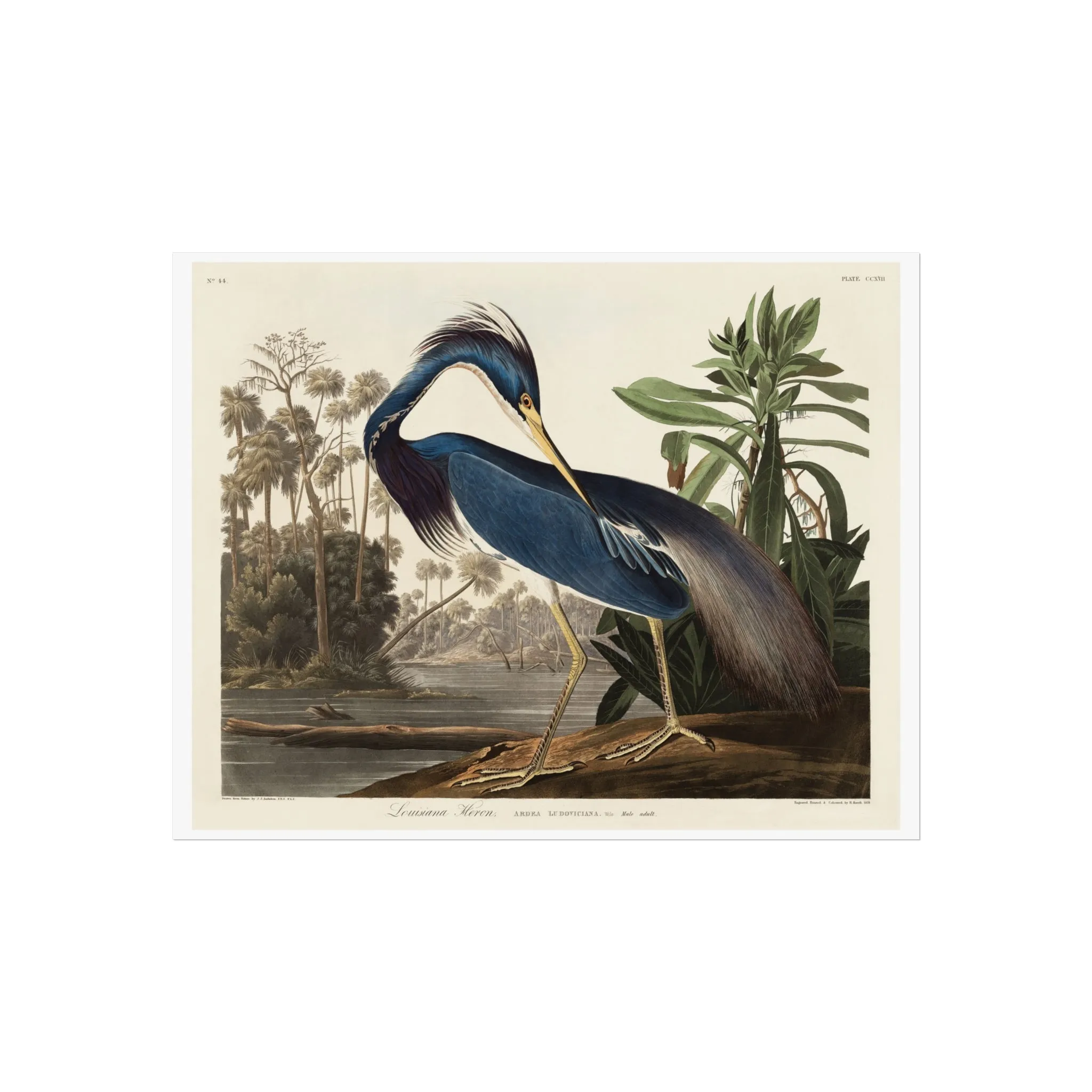 Louisiana Heron Giclée Print